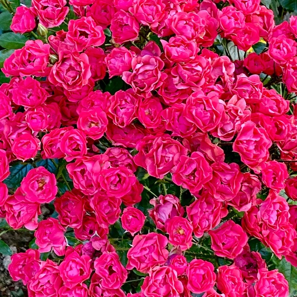 Forever in Love with Vintage! - Picture 6 of 16